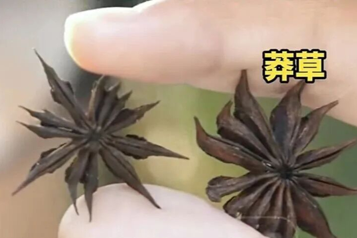 女子买的“八角”数出13个角，查询后竟是有剧毒的“莽草”