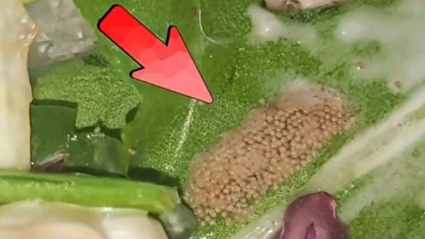 女子Wagas沃歌斯三明治中吃出异物，菜叶上出现一小堆密密麻麻的颗粒状物，疑似虫卵……