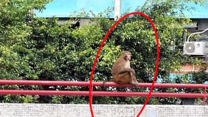 香港野猴登堂入室闯入民居，一个半月内发生8次，议员敦促通过绝育控制数量
