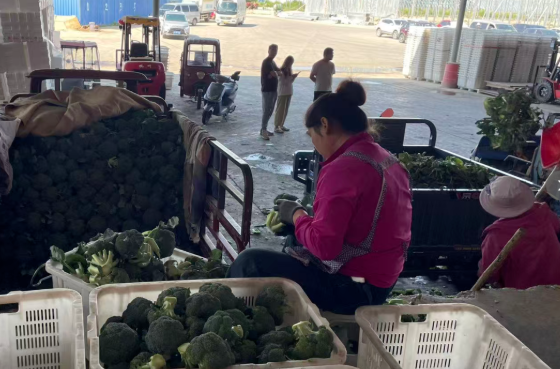大湾区媒体甘肃行收官：8小时鲜菜抵湾，高原夏菜串起富民链