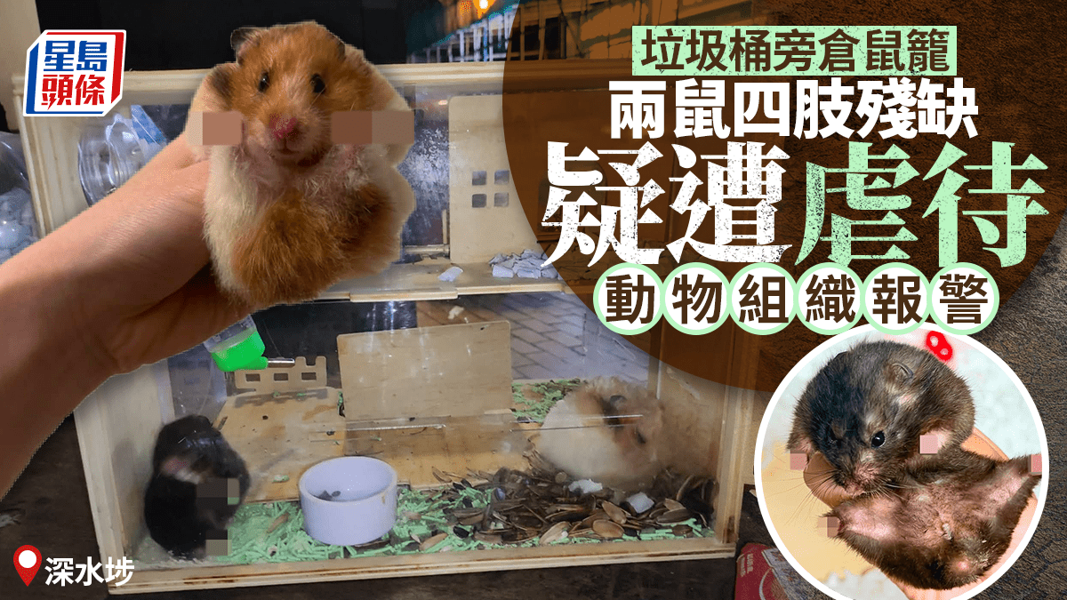 深水埗垃圾桶旁发现仓鼠笼，两只仓鼠四肢残缺疑遭虐待，动物组织报警