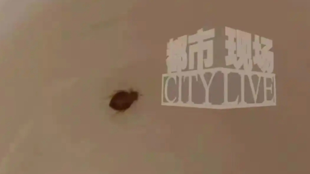 酒店客房遍布床虱，岂能反诘消费者“不检查房间”