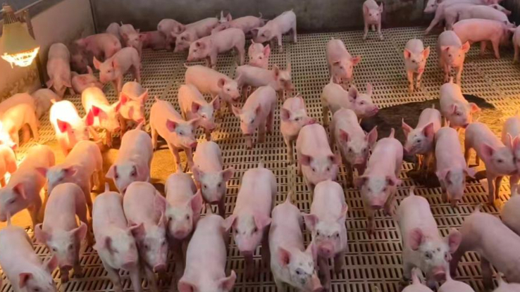 网传“食品公司疑似出现病死猪”，江西大余通报