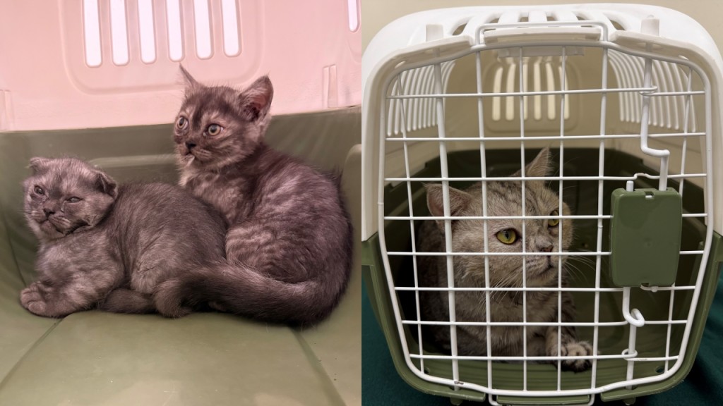 背囊走私3只活猫，落马洲抵港内地男女被捕