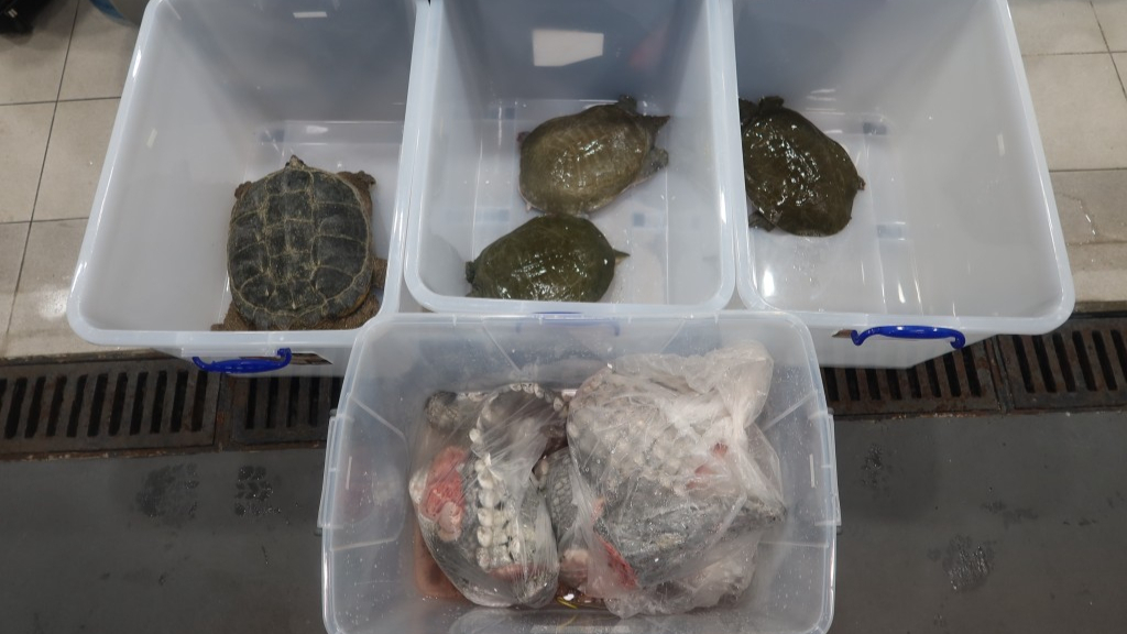 海关深圳湾截入境私家车，揭濒危活龟、水鱼及鳄鱼肉藏发泡胶箱