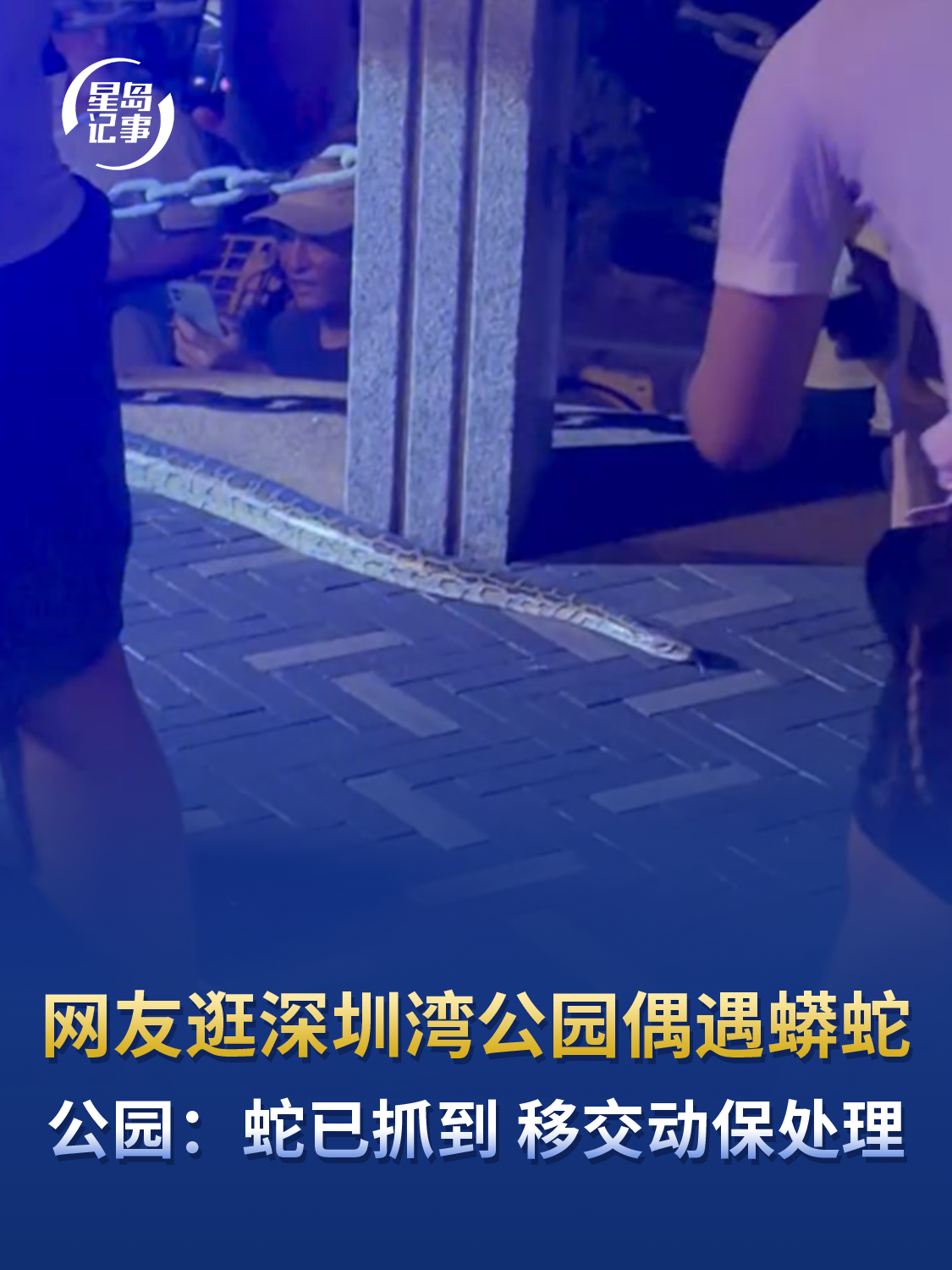网友逛深圳湾公园偶遇蟒蛇，公园：蛇已抓到，移交动保处理，公园里有蛇很正常