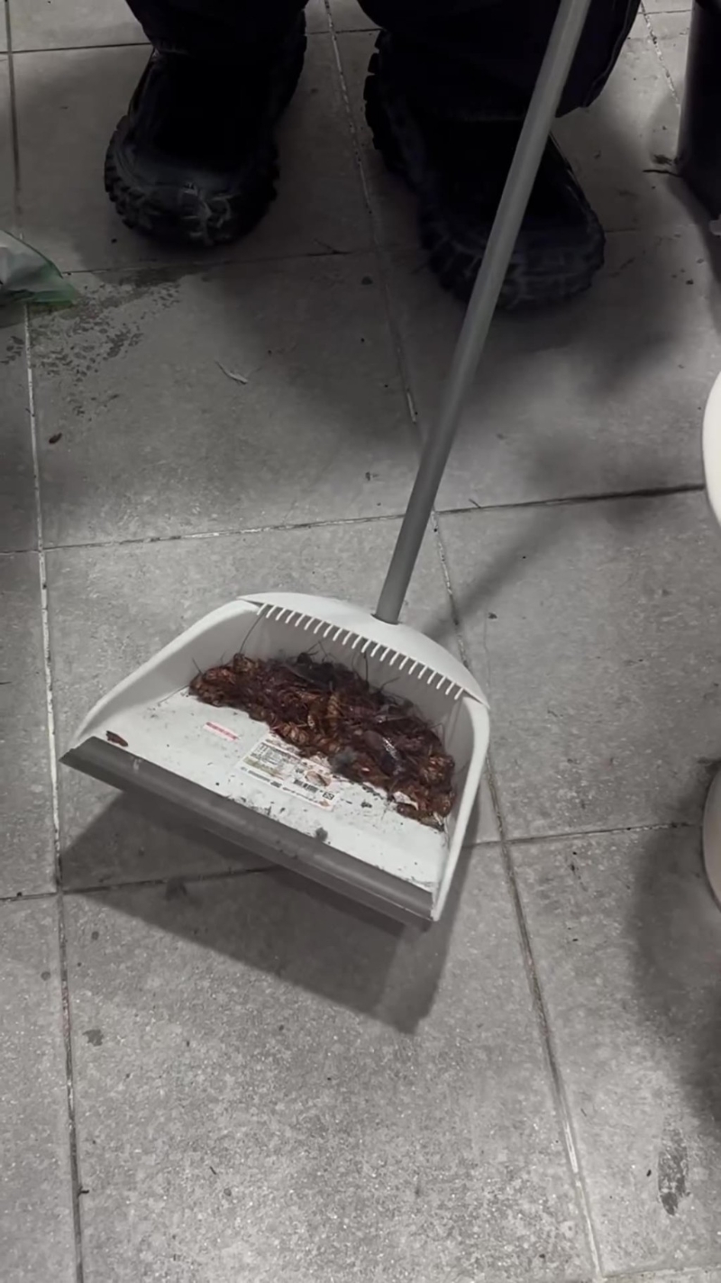台女分享击杀蟑螂短片。 台女分享击杀蟑螂短片。