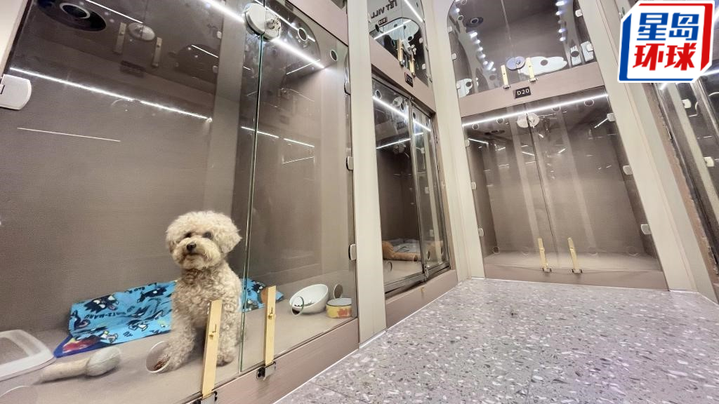 猫狗寄养 猫狗寄养