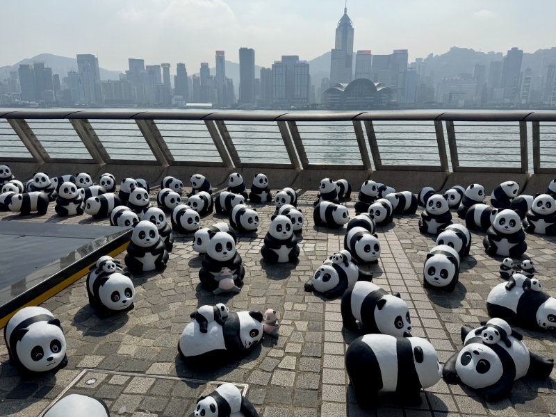 2,500只大熊猫雕塑现身尖沙咀海旁。 2,500只大熊猫雕塑现身尖沙咀海旁。