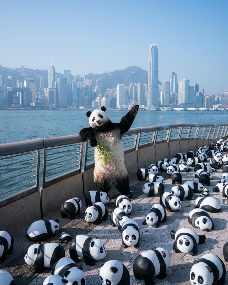 而熊猫导游“PANDA GO! GUIDE”亦会在中午 12时正及下午5时30分现身展区,与市民见面打卡! 而熊猫导游“PANDA GO! GUIDE”亦会在中午 12时正及下午5时30分现身展区,与市民见面打卡!